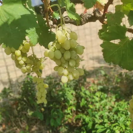 Meteora Countryside شقة *