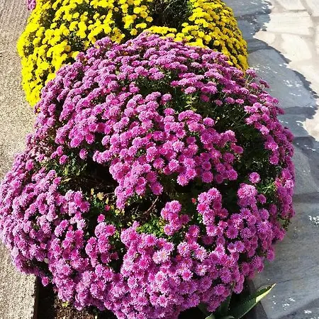 公寓 Meteora Countryside *