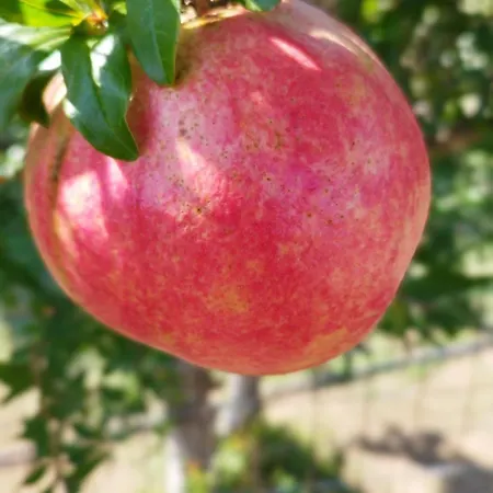 Meteora Countryside 卡兰巴卡