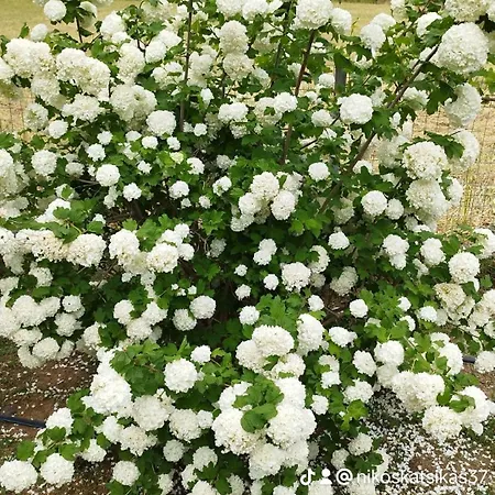 Meteora Countryside شقة *