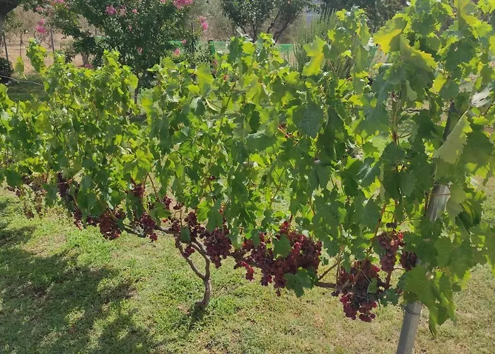 Apartman Meteora Countryside *