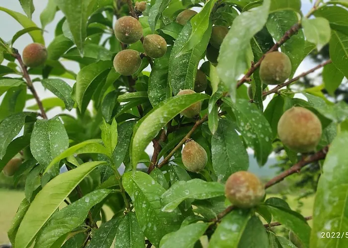 Meteora Countryside Apartman *