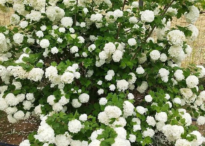 Meteora Countryside Apartman *